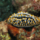 Illustration for article titled Striking Photographs Of Sea Slugs Expose The Alien World Under the Sea